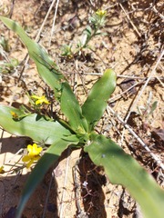 Drimia elata