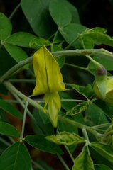 Crotalaria agatiflora