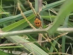 Coccinella transversalis