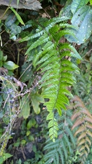Polystichum luctuosum