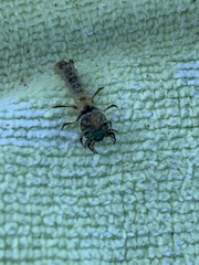 Cicindelinae