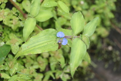 Commelina zambesica