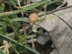 Henosepilachna vigintioctopunctata