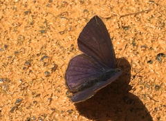 Anthene emolus goberus