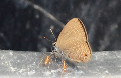 Anthene emolus goberus