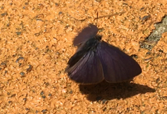 Anthene emolus goberus