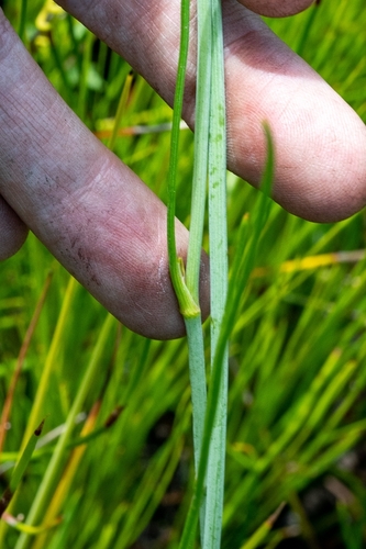 Image of Itasina filifolia by (c) magriet b, some rights reserved (CC BY-SA)