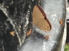 Anthene emolus goberus