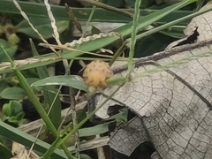 Henosepilachna vigintioctopunctata