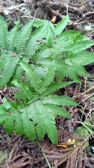 Pteris setulosocostulata