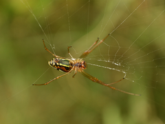 Leucauge festiva