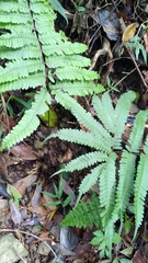 Pteris setulosocostulata