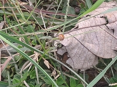 Henosepilachna vigintioctopunctata