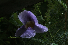 Thunbergia grandiflora