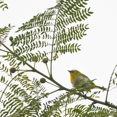 Zosterops palpebrosus