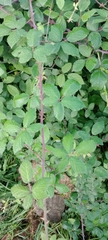 Rubus ulmifolius