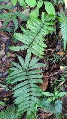 Pteris setulosocostulata