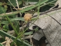 Henosepilachna vigintioctopunctata