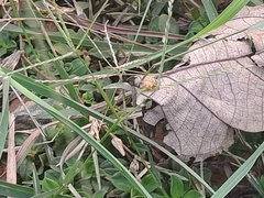 Henosepilachna vigintioctopunctata