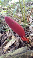 Balanophora laxiflora