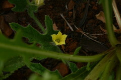 Cucumis zeyheri