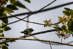 Chrysococcyx lucidus lucidus