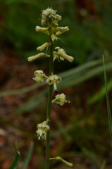 Drimia elata