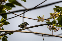 Chrysococcyx lucidus lucidus