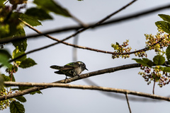 Chrysococcyx lucidus lucidus