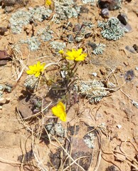 Rhynchopsidium pumilum