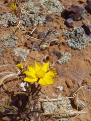 Rhynchopsidium pumilum