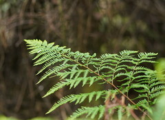 Pteris tremula