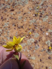 Rhynchopsidium pumilum