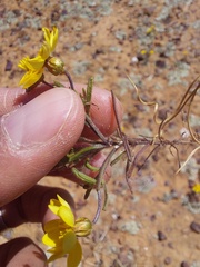 Rhynchopsidium pumilum