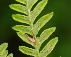 Pteris tremula