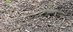 Varanus nebulosus