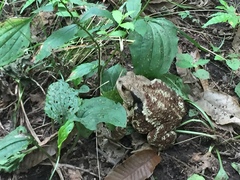 Bufo sachalinensis