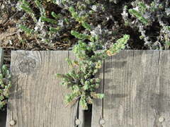 Crucianella maritima