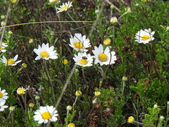 Anthemis maritima