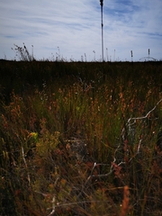 Leucospermum cuneiforme
