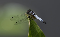 Aethriamanta gracilis