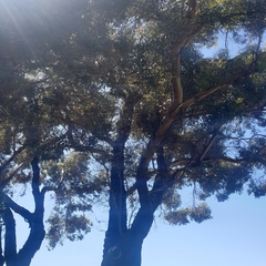 Eucalyptus cornuta