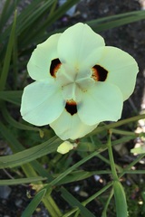 Dietes bicolor