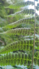 Diplazium viridissimum