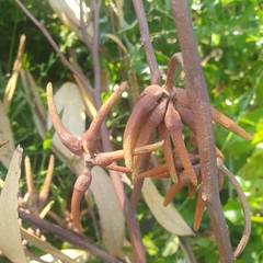 Eucalyptus cornuta