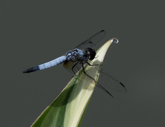 Aethriamanta gracilis