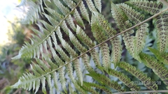 Diplazium viridissimum