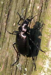 Calosoma inquisitor