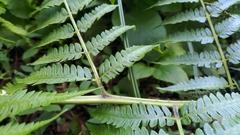 Diplazium viridissimum