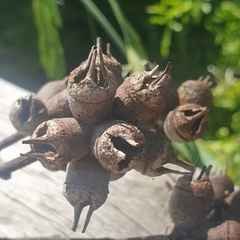Eucalyptus cornuta